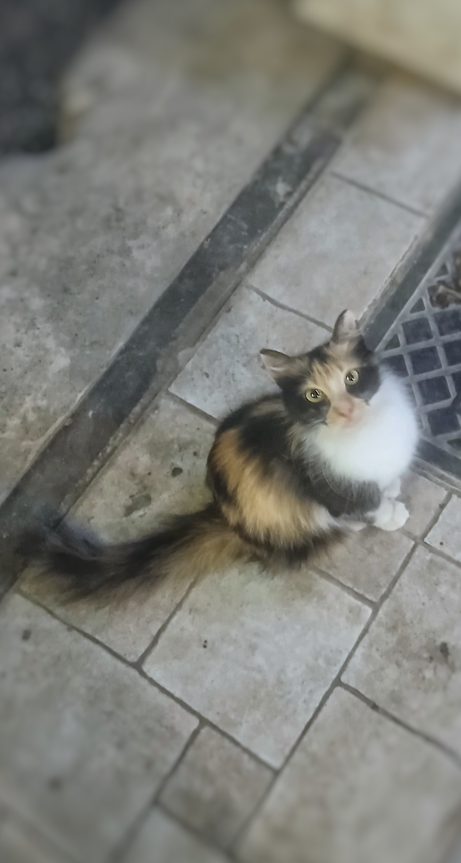 cutecat